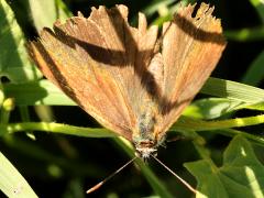 (Purple Hairstreak) upperside