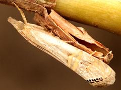 (Euchromius Grass-veneer Moth) profile
