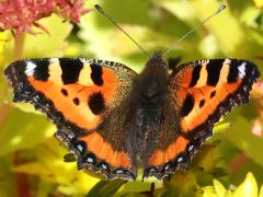 (Small Tortoiseshell) dorsal