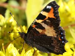 (Small Tortoiseshell) lateral
