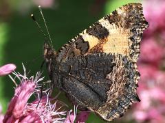 (Small Tortoiseshell) underside left