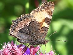 (Small Tortoiseshell) underside right