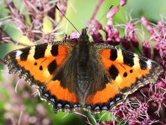 (Small Tortoiseshell) upperside