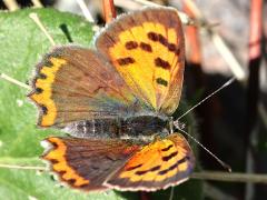 (Small Copper) dorsal