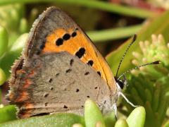 (Small Copper) underside
