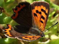(Small Copper) upperside