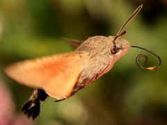 (Eurasian Hummingbird Hawkmoth) hovering lateral