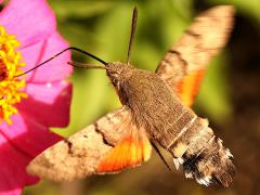 (Eurasian Hummingbird Hawkmoth) hovering nectaring dorsal