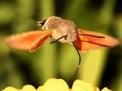 (Eurasian Hummingbird Hawkmoth) hovering posture