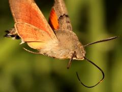 (Eurasian Hummingbird Hawkmoth) hovering profile