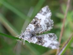 (Epirrhoe Carpet Moth) upperside