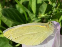 (Large White) ventral