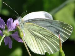 (Green-veined White) underside