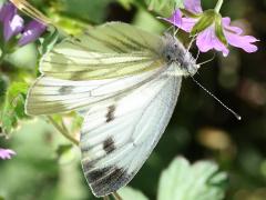 (Green-veined White) upperside