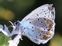 (Common Blue) ventral