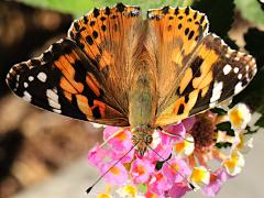 (Painted Lady) dorsal