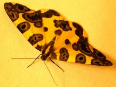 (Blotched Leopard Moth) dorsal