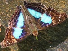 (Turquoise Emperor) male