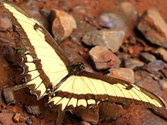(Broad-banded Swallowtail) male dorsal