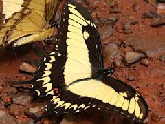 (Broad-banded Swallowtail) male puddling