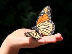 (Monarch) mating Isabelle hand