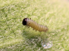 (Monarch) larva 1st instar