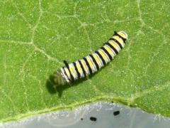 (Monarch) larva 2nd instar