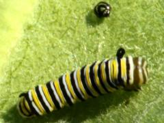 (Monarch) larva 3rd instar