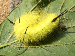 (American Dagger Moth) caterpillar