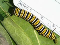 (Monarch) larva 5th instar