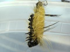 (American Dagger Moth) caterpillar dead