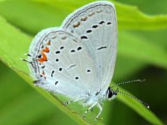 (Eastern Tailed Blue) underside (Eastern Tailed Blue) underside