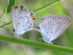 (Eastern Tailed Blue) mating