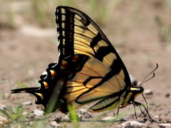 (Tiger Swallowtail) male puddling
