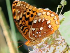 (Great Spangled Fritillary) ventral