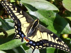 (Anise Swallowtail) female