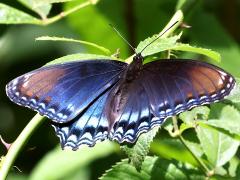 (Red-spotted Purple) astyanax dorsal