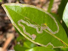 (Persea Leafminer Moth) upperside mine on Redbay