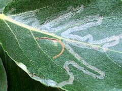 (Aspen Serpentine Leafminer Moth) linear mine on Balsam Poplar