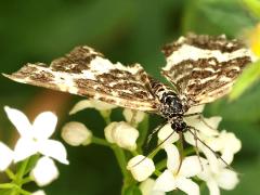 (Spear-marked Black Moth) upperside