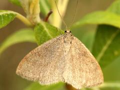 (Scopula Wave Moth) upperside