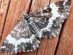 (White-banded Carpet Moth) upperside