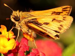 (Fiery Skipper) nectaring