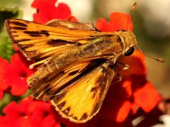 (Fiery Skipper) upperside
