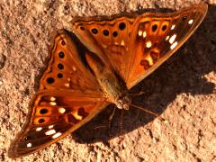 (Empress Leilia) dorsal