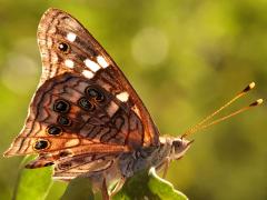 (Empress Leilia) profile