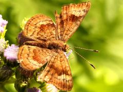 (Fatal Metalmark) upperside