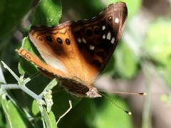 (Empress Leilia) lateral on Spiny Hackberry