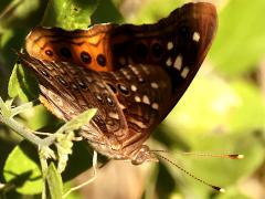 (Empress Leilia) underside on Spiny Hackberry