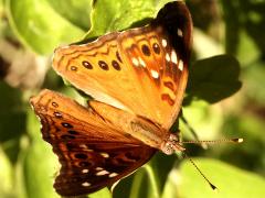 (Empress Leilia) upperside on Spiny Hackberry